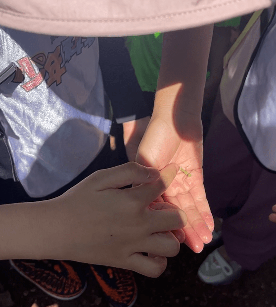 的"房子"像一截小木棍的蓑蛾幼虫"房子",在孩子们手上蹦跳的小螳螂