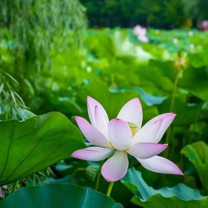 盘龙大观园荷花图片