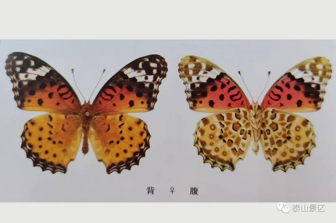 【泰山昆虫科普】——斐豹蛱蝶_白色_斑纹_黑色