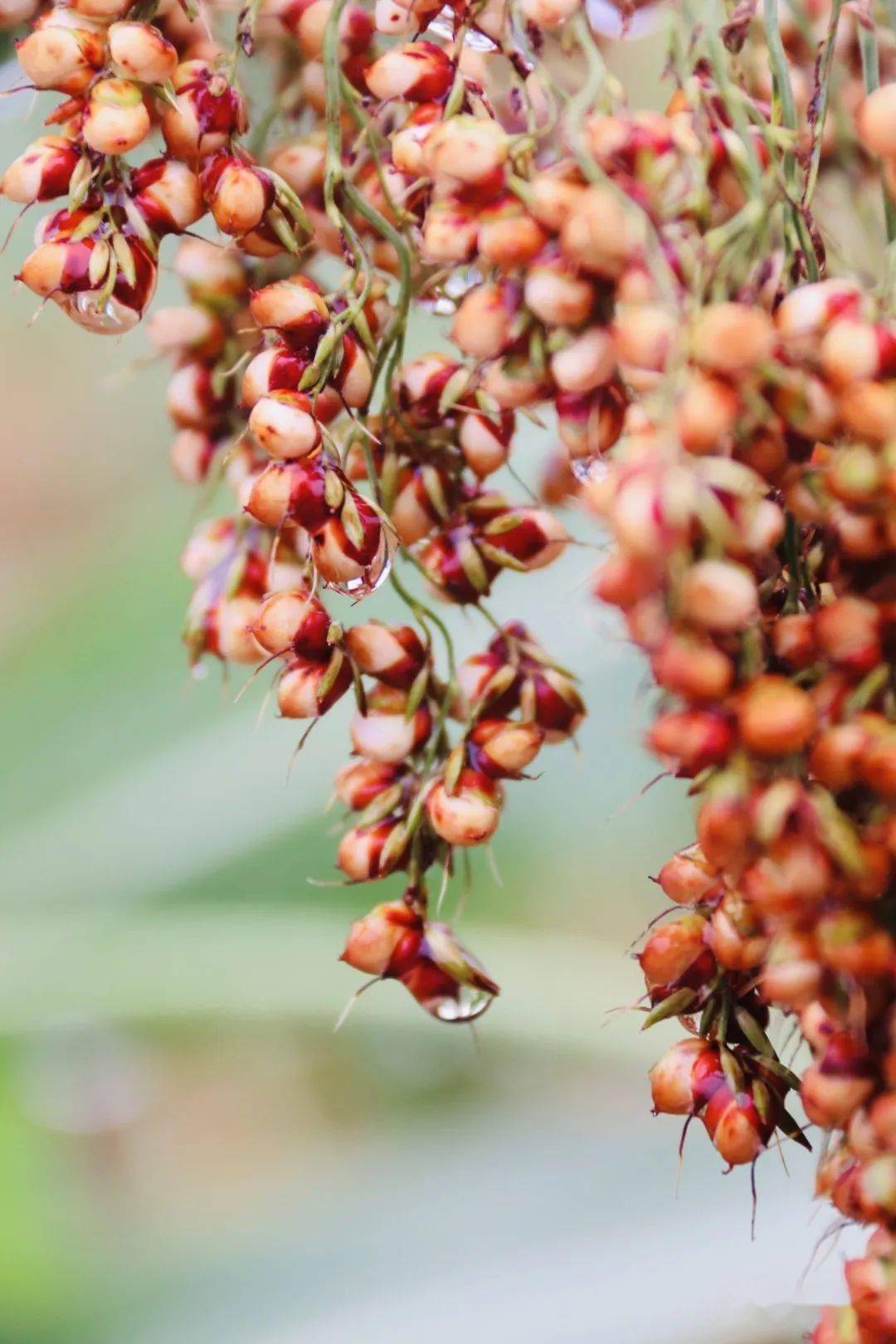 仁怀:高粱渐红,丰收在望_农人_穗子_大坝镇