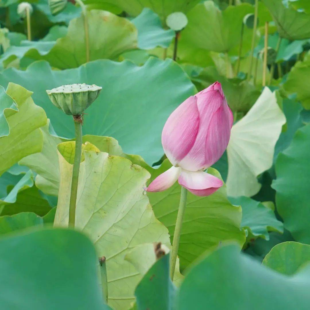 盘龙大观园荷花图片