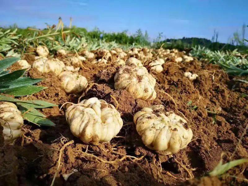 鲜龙牙百合,粉糯滋润,67夏日养生正当时_隆回_种植_香粉