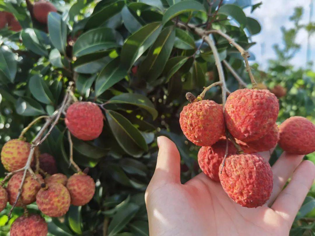 厉害了~桂林成功试种了这种荔枝,市场价超90元/公斤!_广西_种植_农业