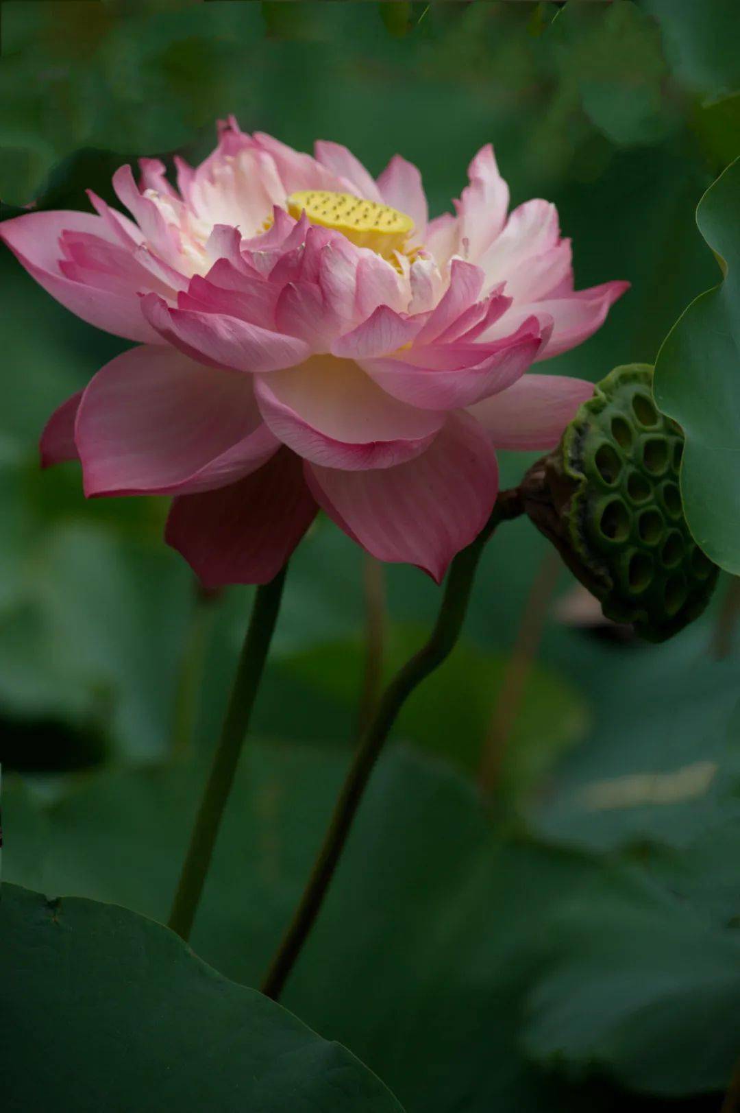 千瓣莲花图片大全图片