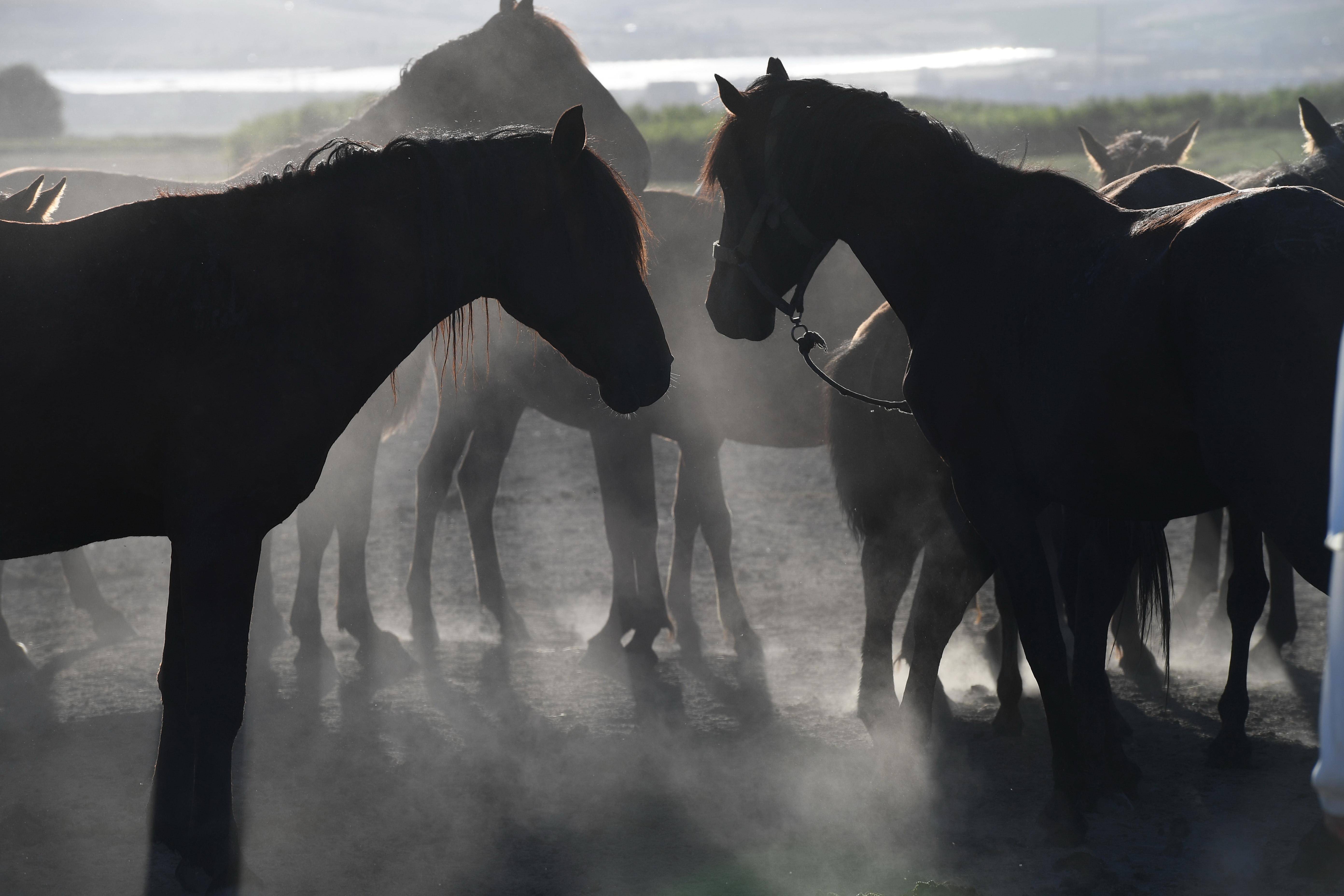 (国际)土耳其:骏马驰骋_新华社_马群_穆斯塔法·卡亚