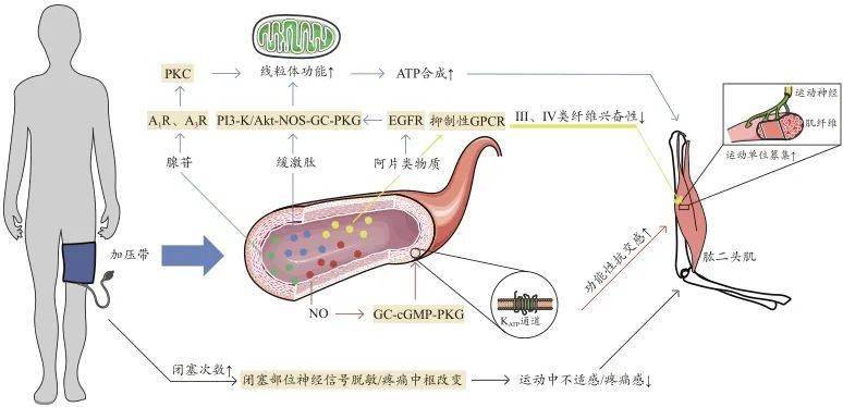 g蛋白耦联受体;egfr.