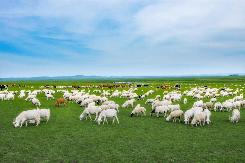 内蒙古新巴尔虎左旗:做好绿色文章 擦亮生态底色_治沙_草原_沙化