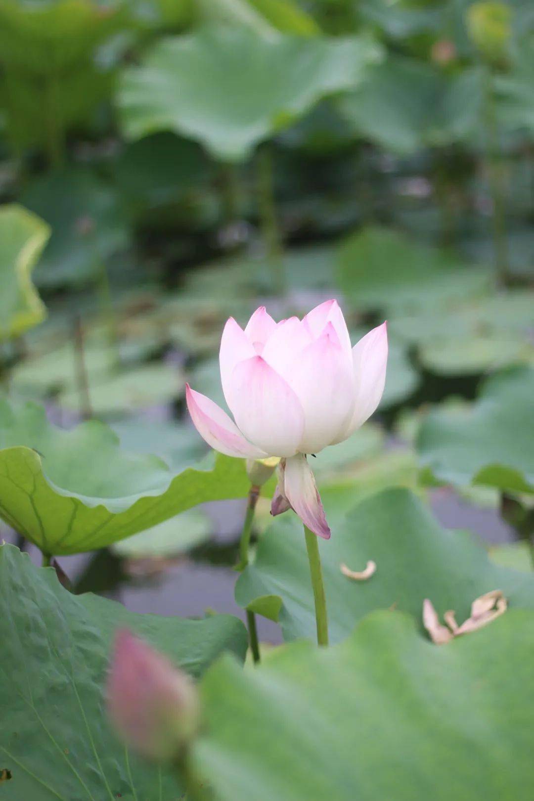 一看就很清凉的夏日护眼壁纸_夏天_荷花_天空
