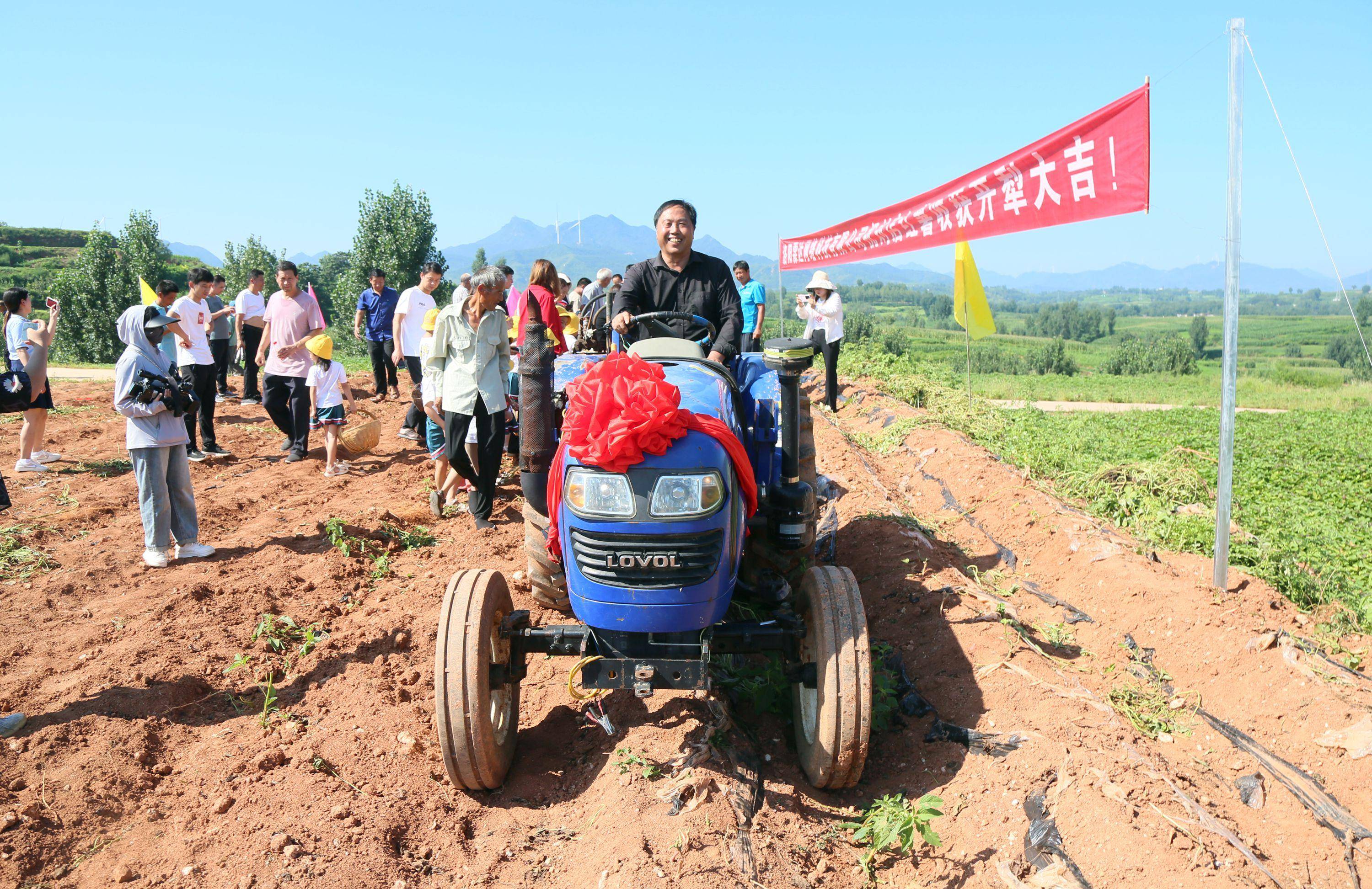 在郁郁葱葱的红薯田,随着金涛红薯专业合作社农民驾驶拖拉机的轰鸣声