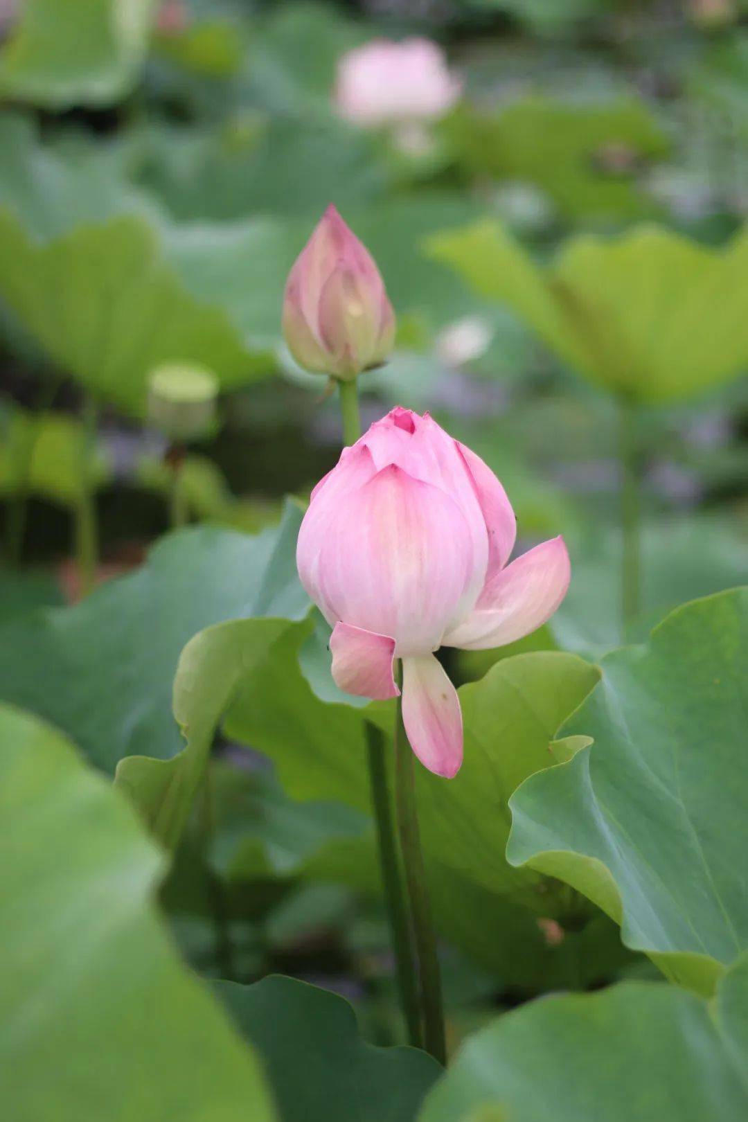 一看就很清凉的夏日护眼壁纸_夏天_荷花_天空