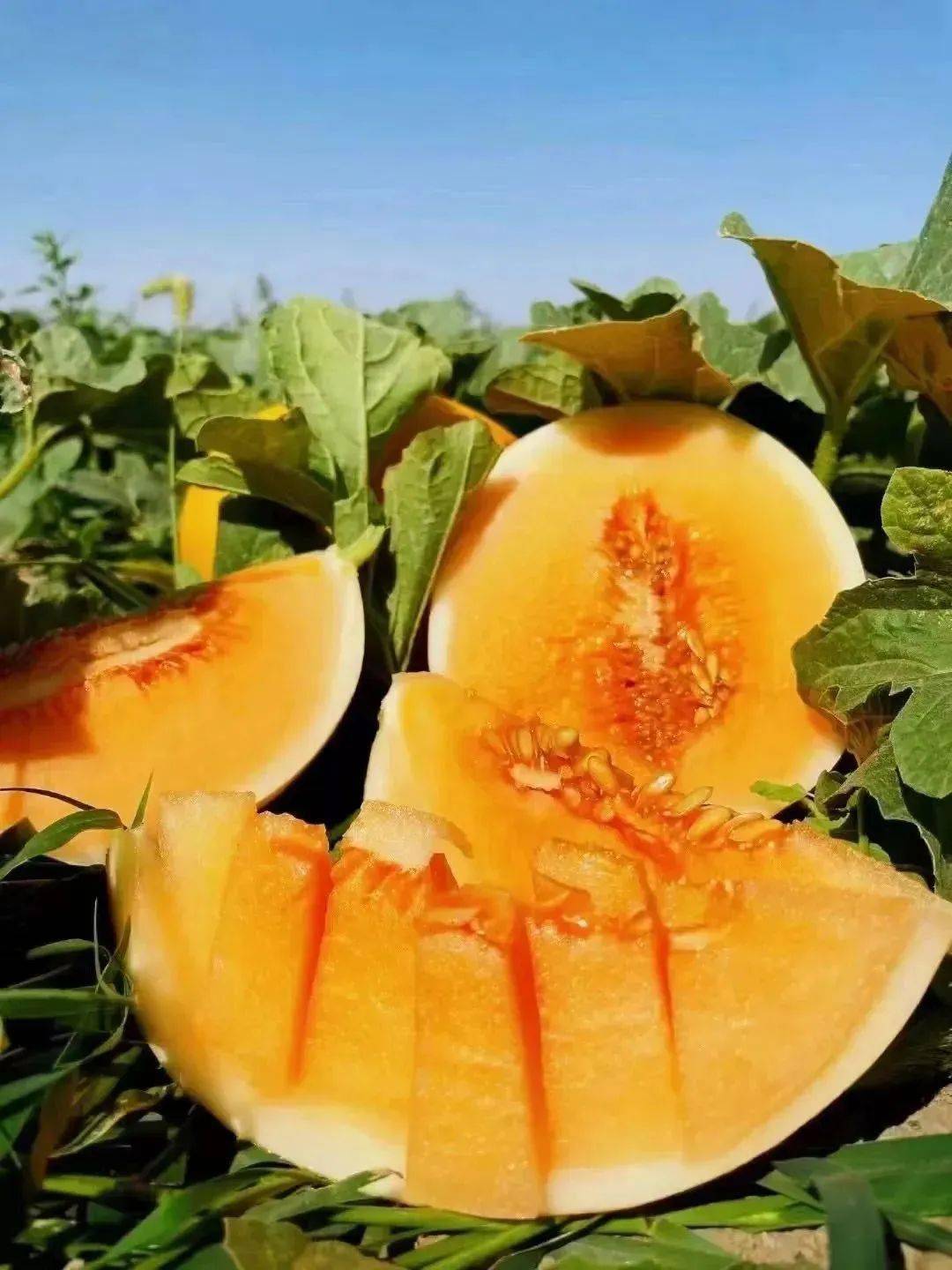 【民勤沙漠蜜瓜 | 全国包邮】18度甜,9.9元付邮送一个,17.