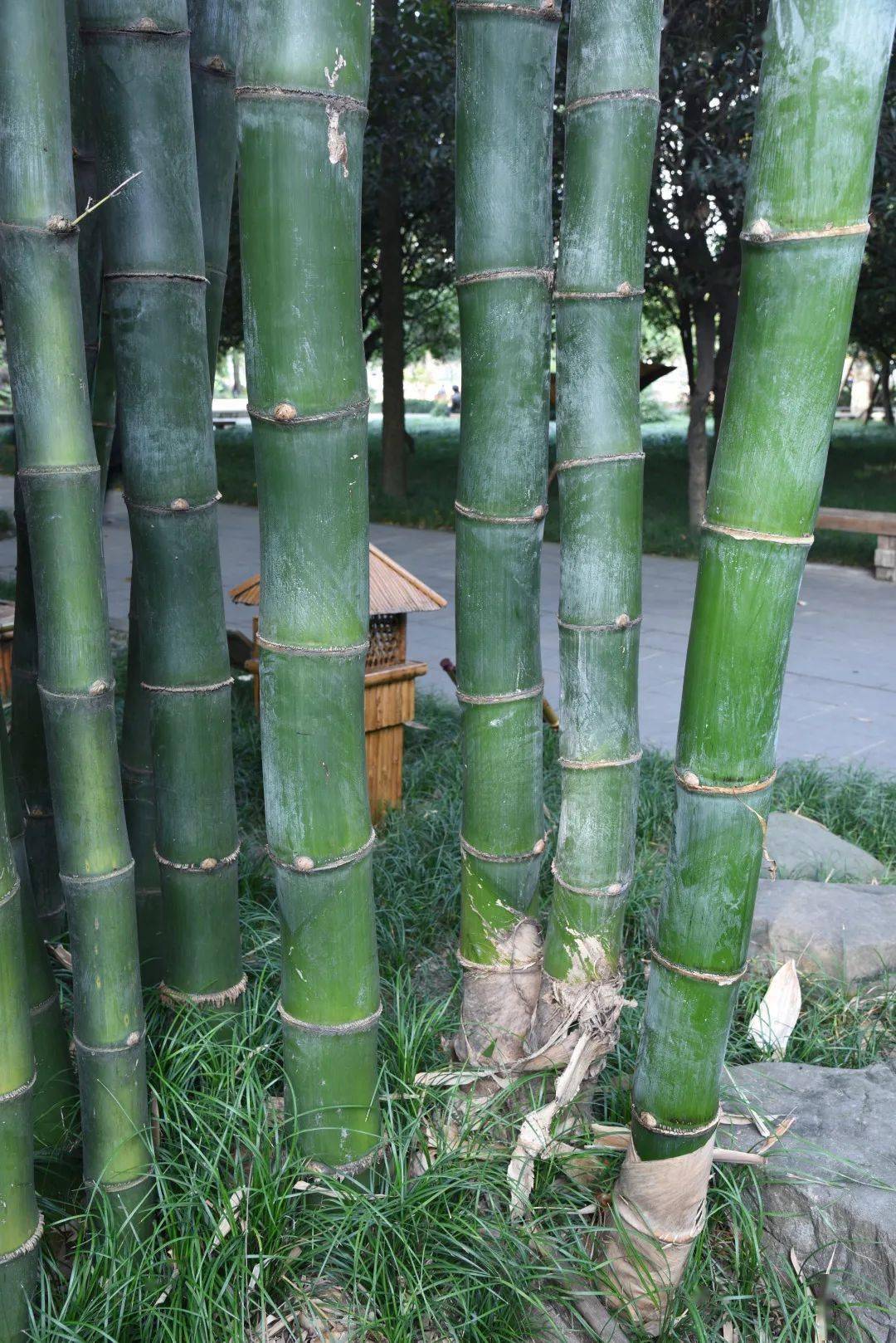 【竹业科普】植物家族之竹类植物大鉴赏_特征_cm_用途