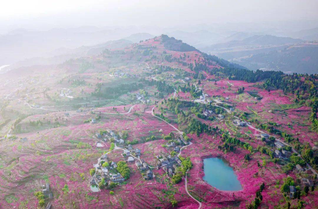 这里是成都龙泉驿!_龙泉山_文化_桃花