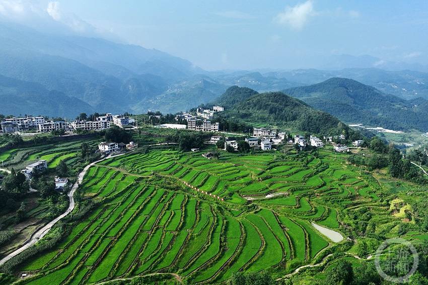 梯田农家美如画_高坪村_种植_水稻