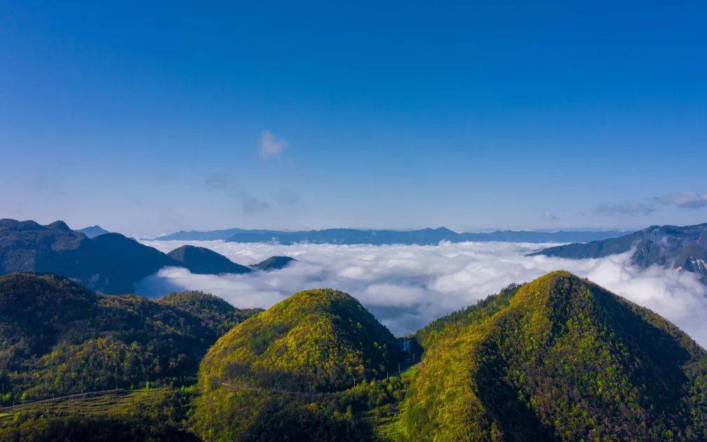 信陵镇大面山溪丘湾生态茶园溪丘湾生态茶园绿色在巴东大地铺展.