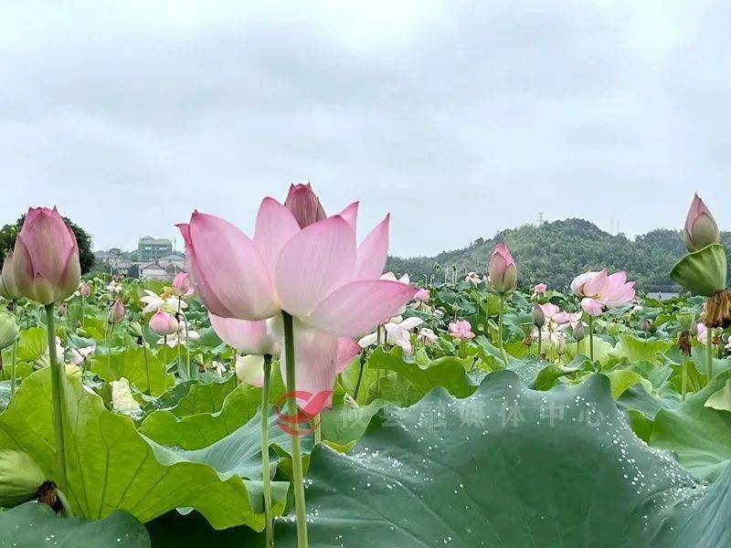 酒埠江镇酒仙湖村:打造宜居,宜业,宜游的美丽乡村_产业_红色_村里