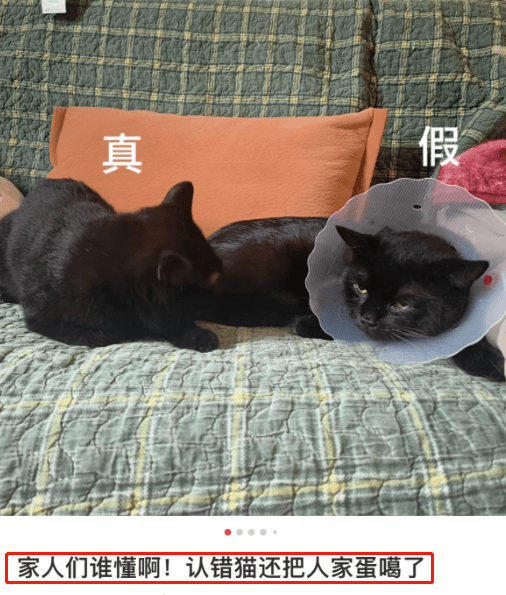 网友认错猫，还带它去嘎了蛋，回家发现猫在家，人傻了..._嘿嘿_@momo_小子