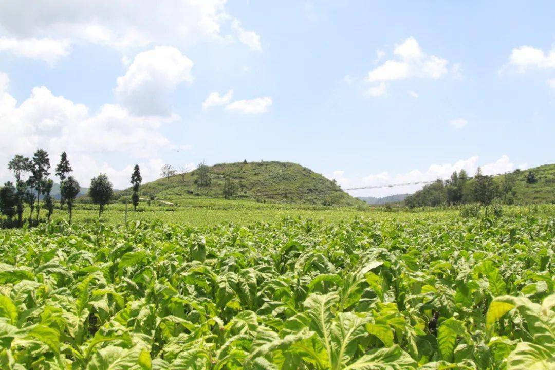 大方县马场镇:发展烤烟种植促增收_烟叶_产业_群众