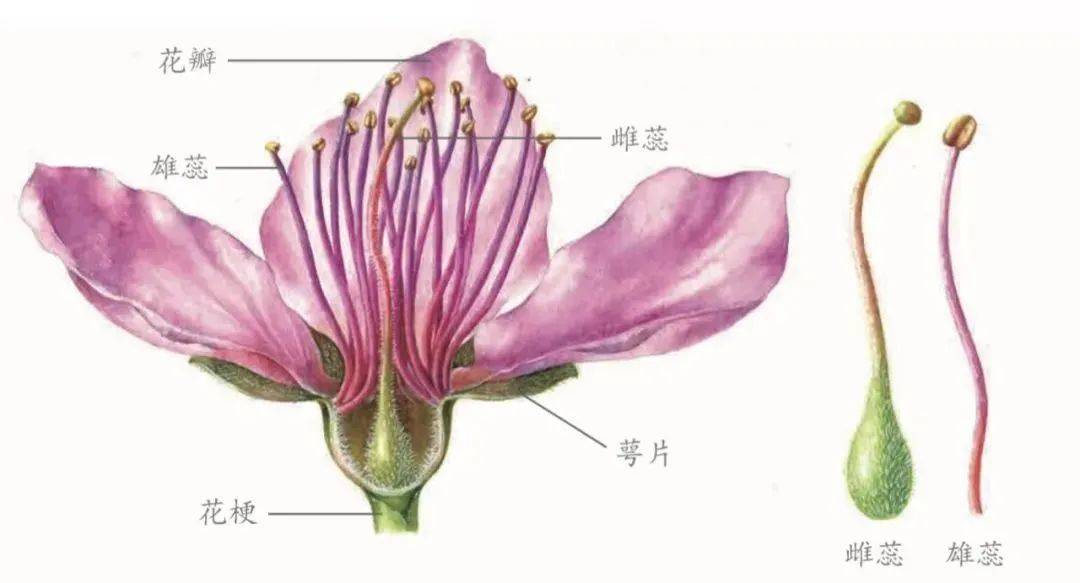 怎么区分花瓣