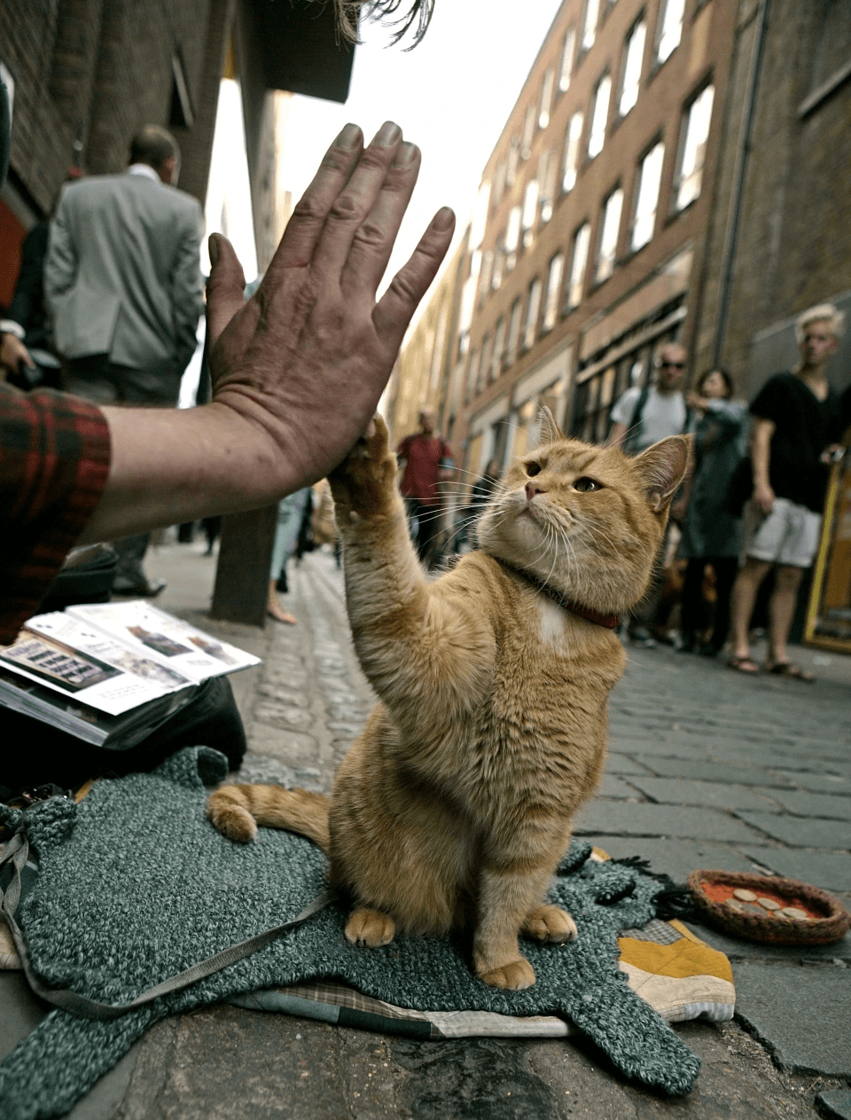 流浪猫鲍勃主人现状曝光！曾靠猫猫买房，如今败光家产再次流落街头