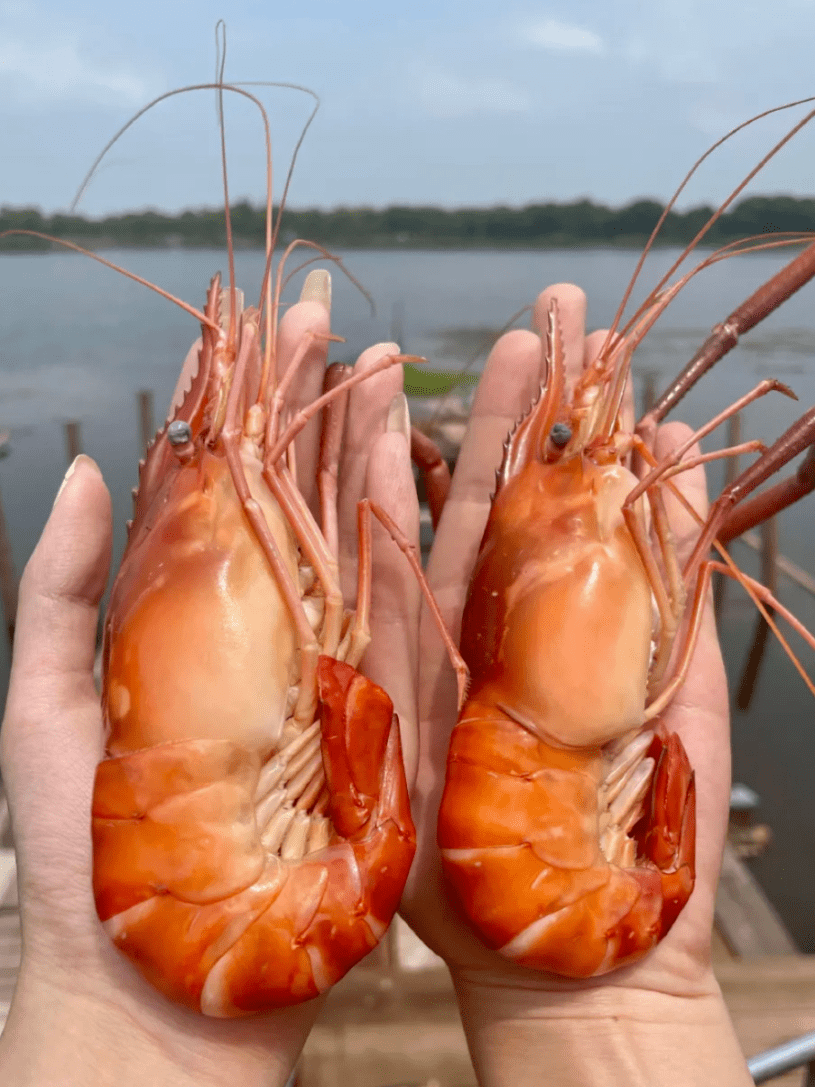 "太湖1号"大虾上市!_养殖_河蟹_池塘