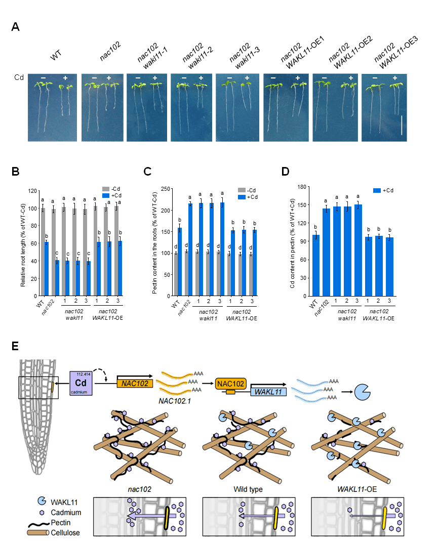 cadmium tolerance by regulating wakl11 expression and cell wall