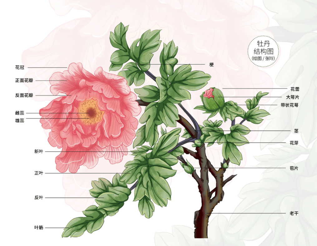 牡丹花的结构示意图图片
