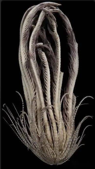 科学家在南极发现有20只触手"海怪",这史前生物般的诡异画风啊.