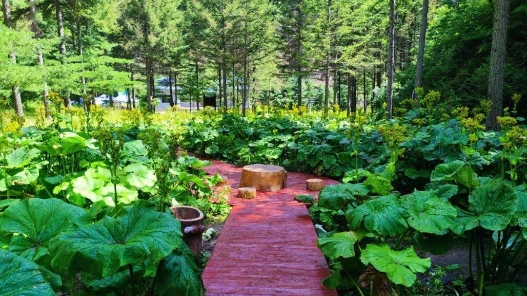 野荷花在开,秋意正初显_景区_野荷谷_游客