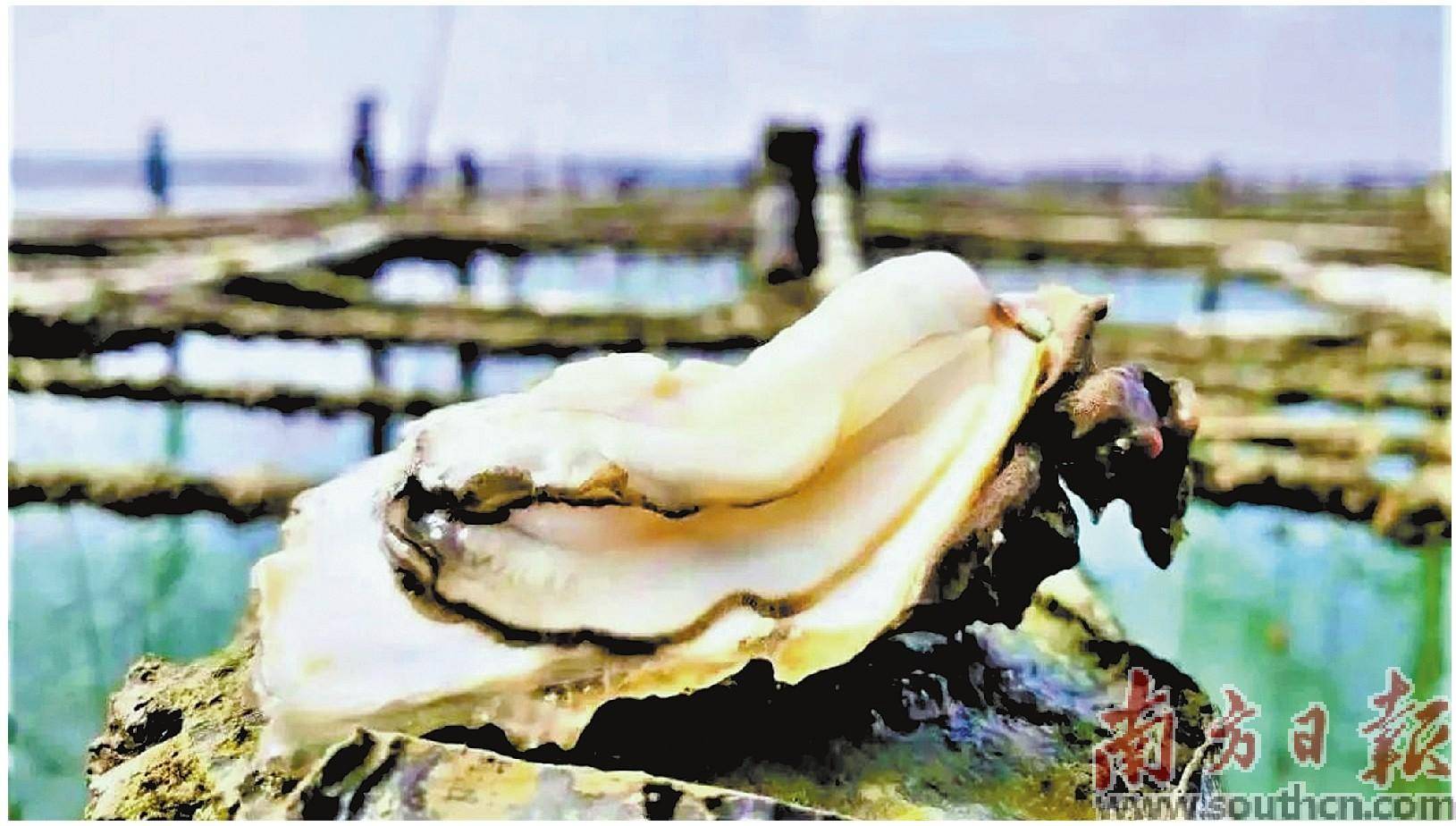 程村蚝赋_地理_造物_浮游生物
