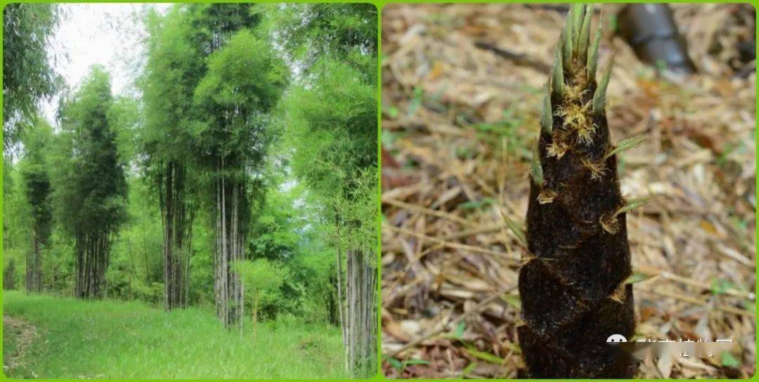 在植物界中,竹子的生长速度堪称为冠军,竹子的生长是多个部分共同伸长