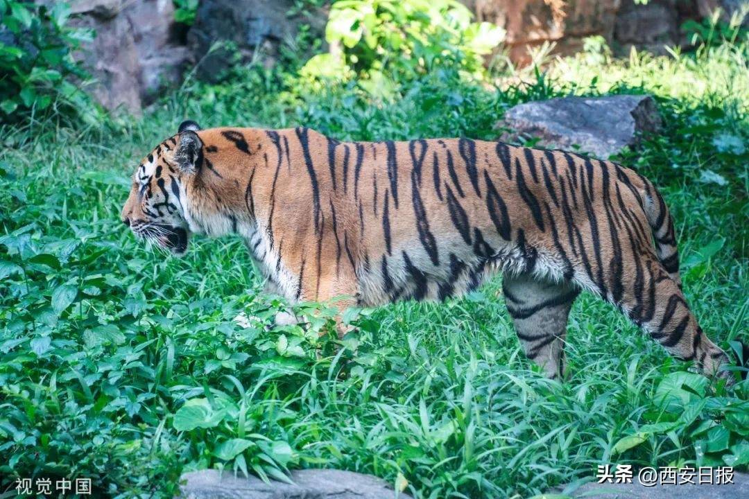 广州动物园最新回应_华南虎_老虎_食物