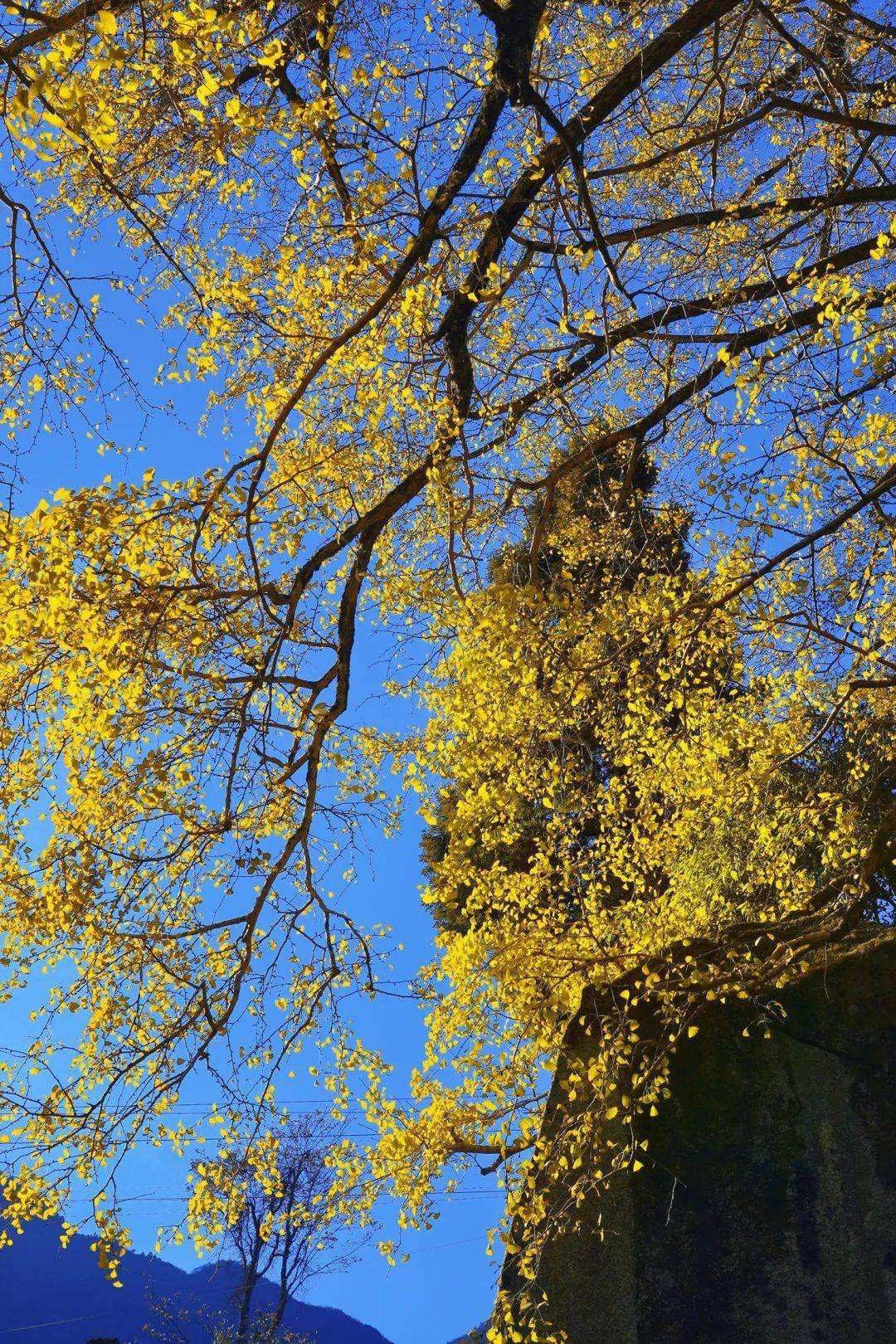 立完秋,就迫不及待看宜春的好景色啦!_银杏树_山顶_明月山