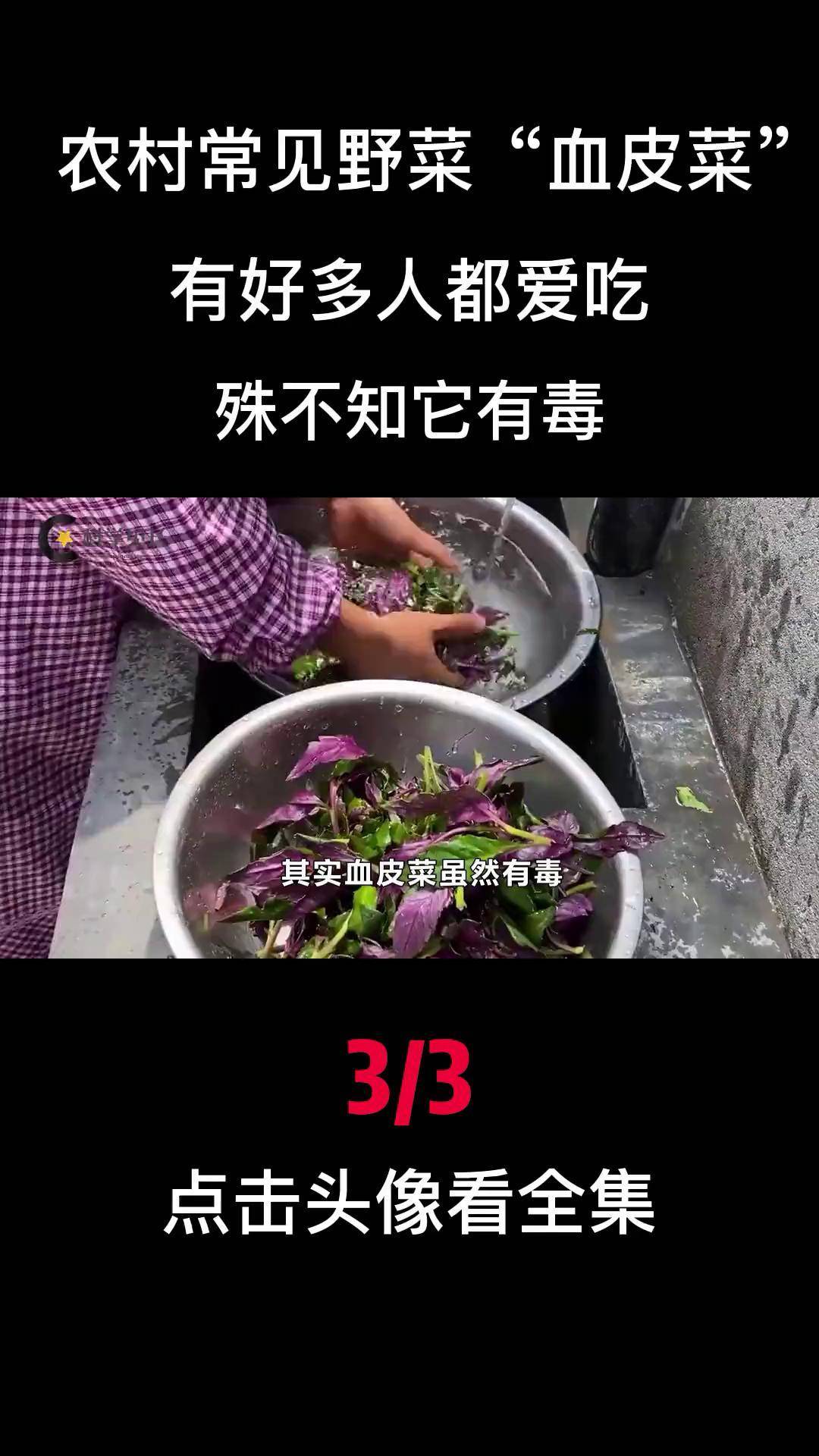 血皮菜有毒吗图片