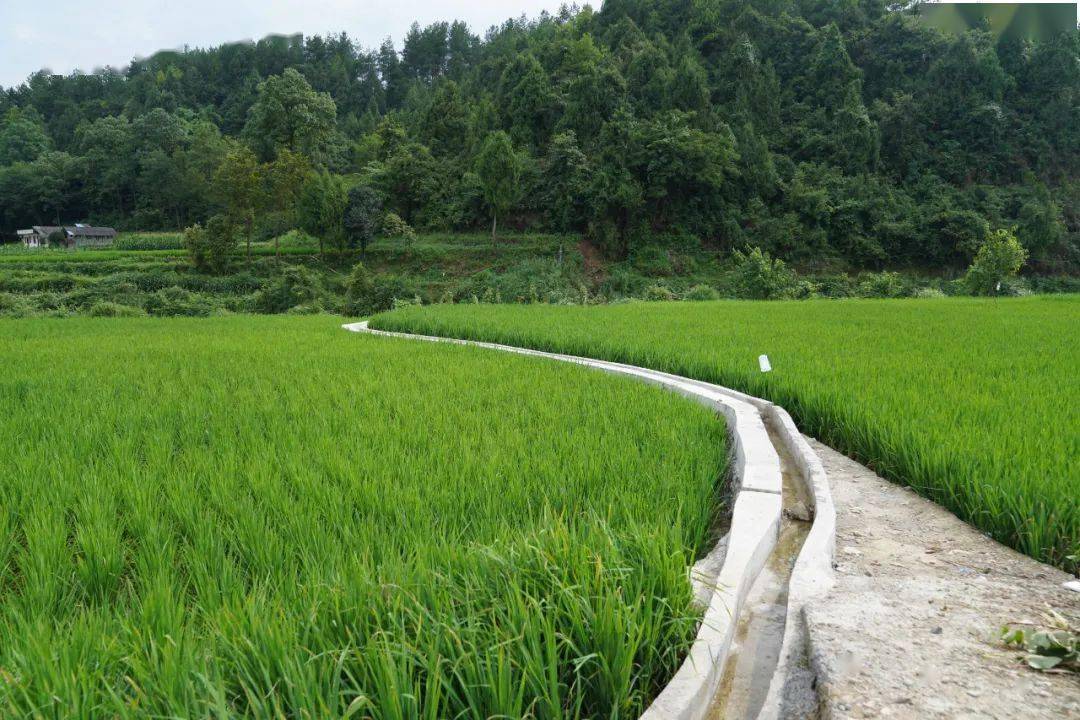 【香务协作·山海情深】排污改造"提升颜值" 希望田野"水到渠成"_黄都