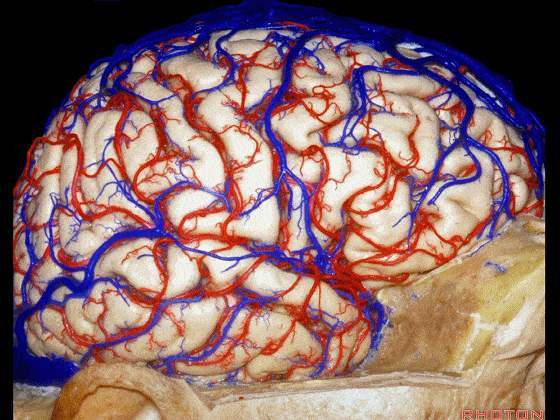 幕上解剖(1)·Rhoton解剖视频学习笔记系列 第十三期_The_gyrus_it's