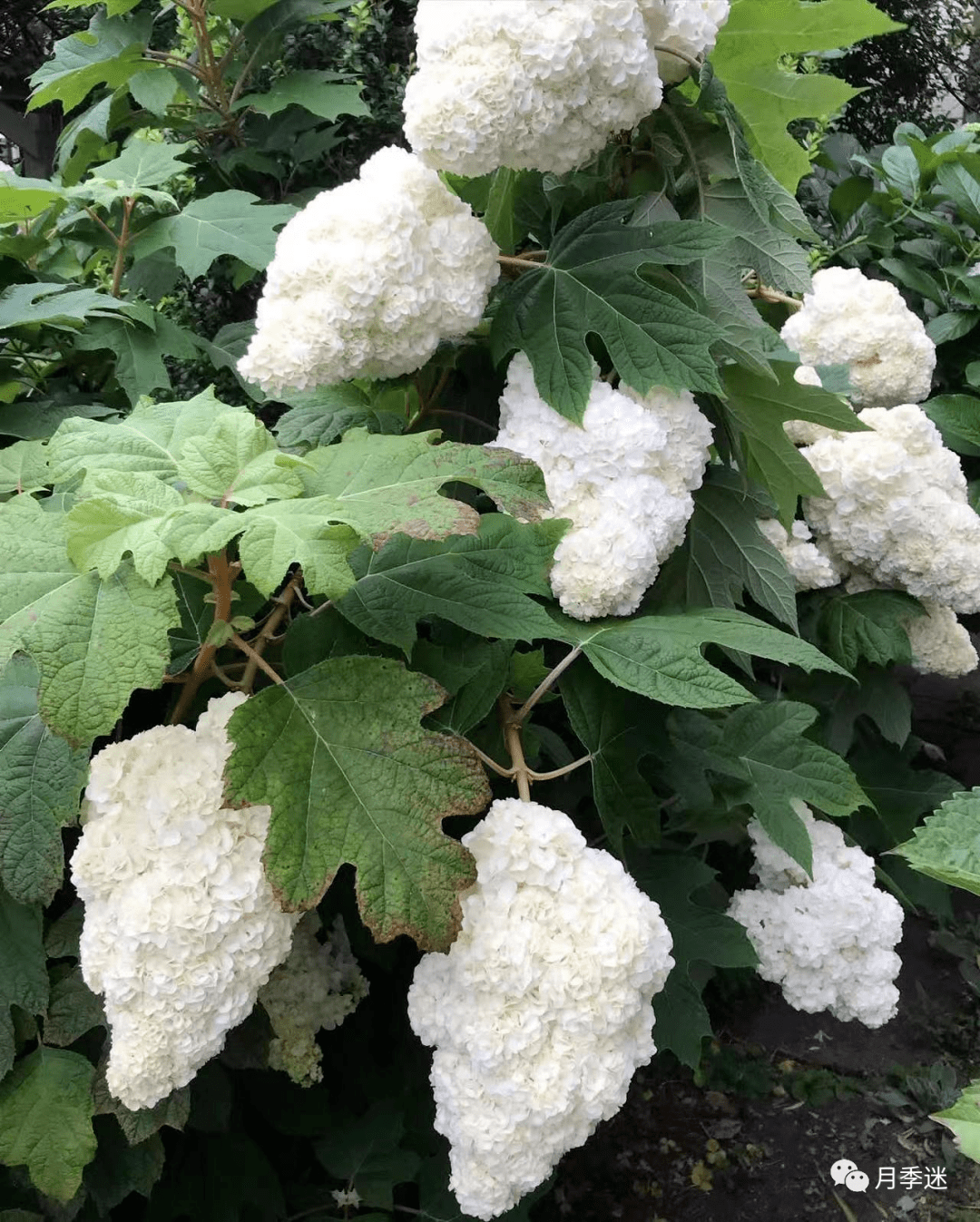 最美绣球排行-栎叶绣球"和声",花球硕大,颜值超高,夏观花秋赏叶_月季