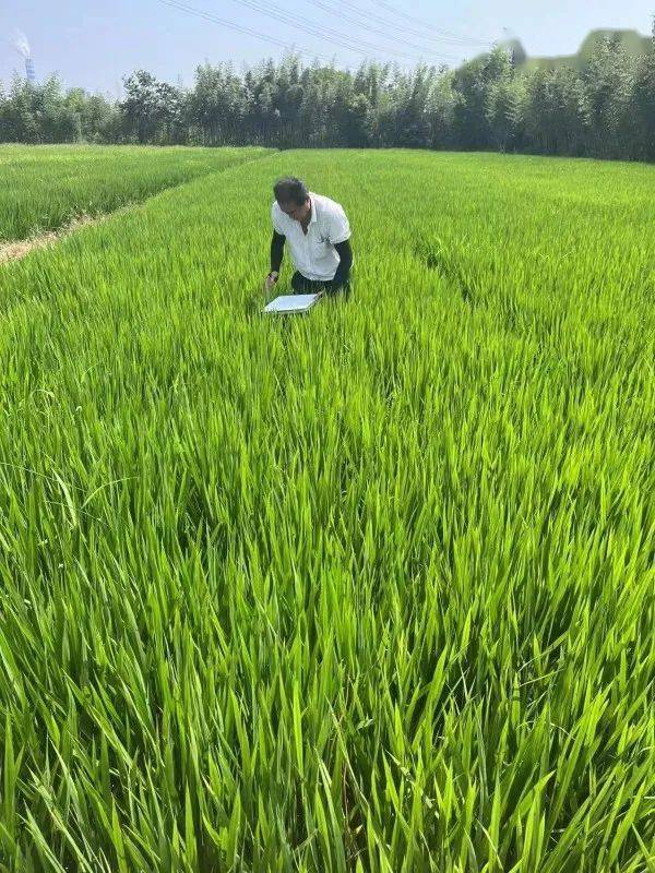 全镇今年播种的10331亩水稻,主要品种为松早香1号,秀水121,秀水134,南