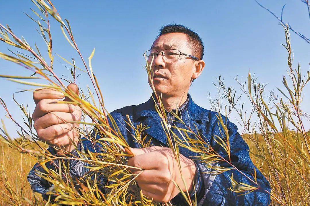 陕西省道德模范张应龙:立下愚公志 荒漠变绿洲_治沙_生态_治理