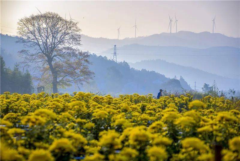 "美翻了,我的村" | 池州市东至县泥溪镇元潘村:美丽田园 幸福乡村