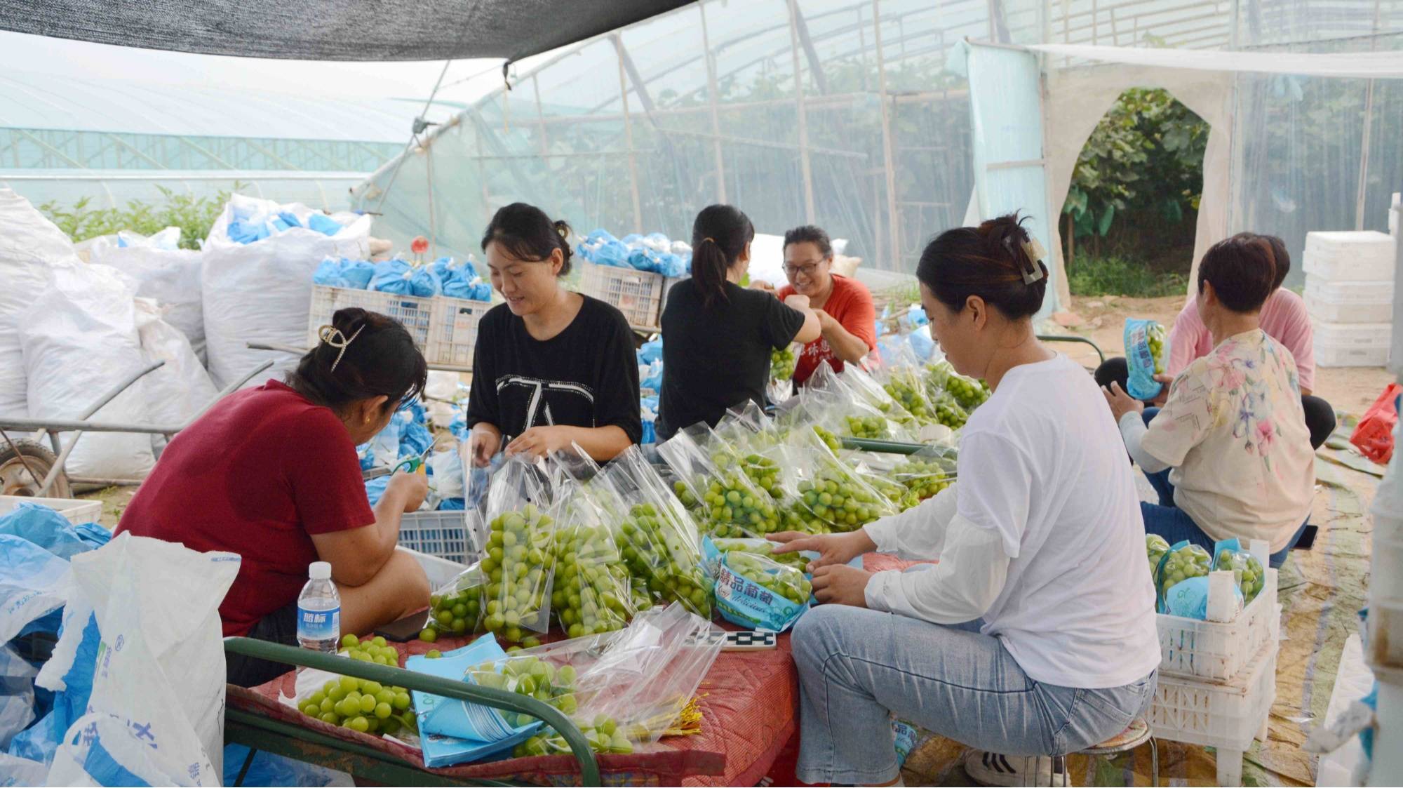 河北高阳:党支部领办合作社 助力乡村振兴_葡萄_种植_村民
