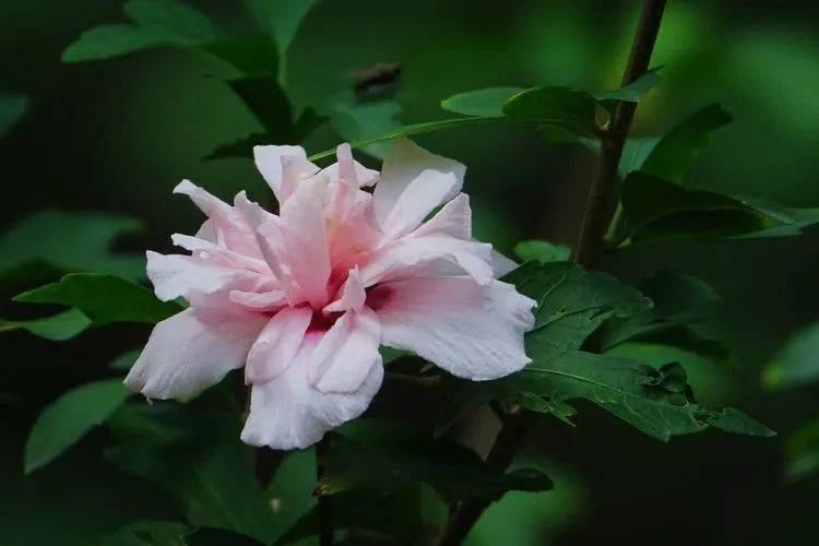 花卉摄影:秋瑾