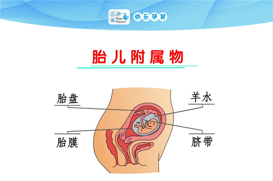 胎儿附属物思维导图图片