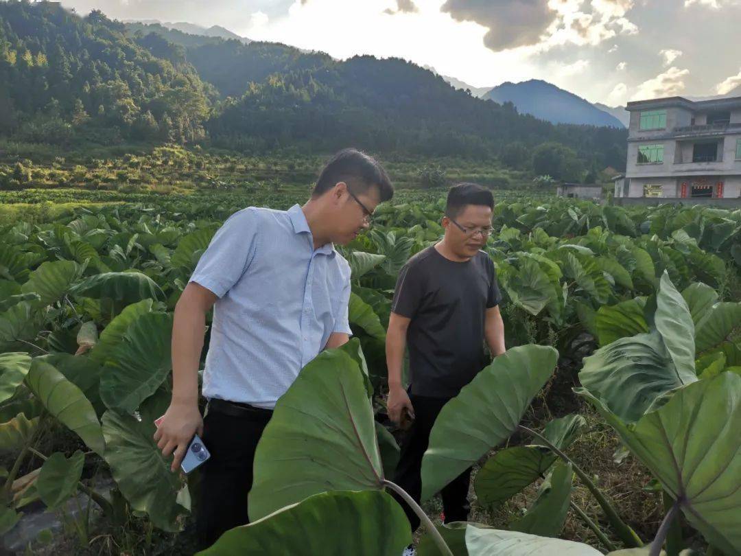 为此他走遍了里松镇的山山水水,访遍了村村户户.