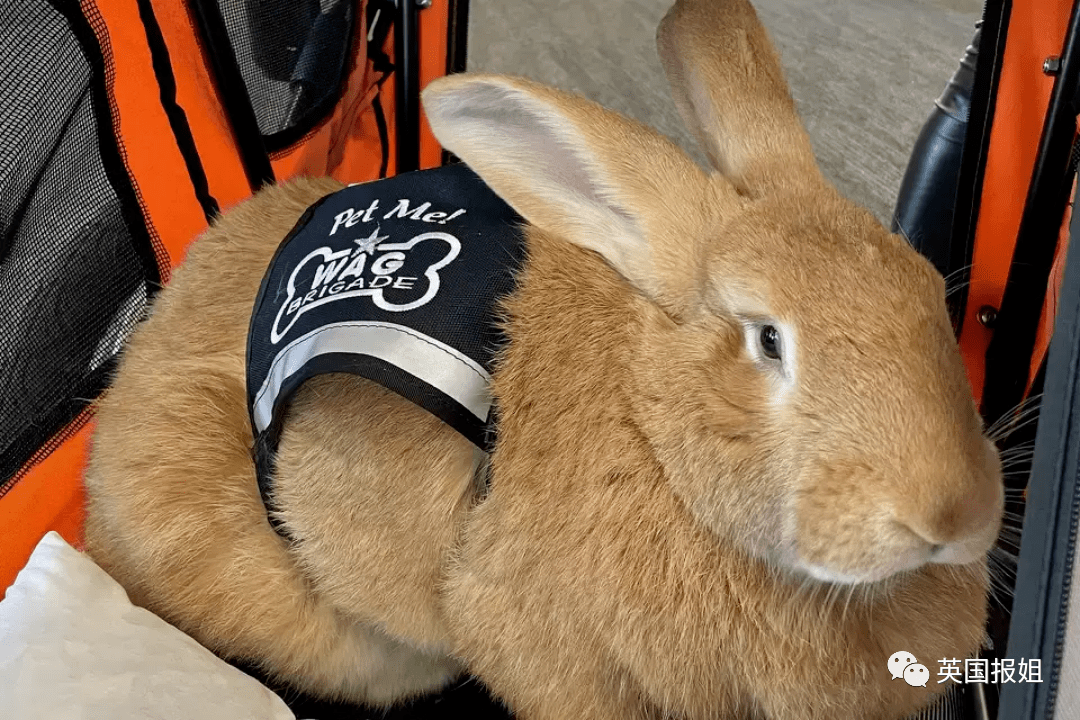 然而,尽管巨型花明兔有这样多的乐趣与回报,但想要在家中饲养一只大