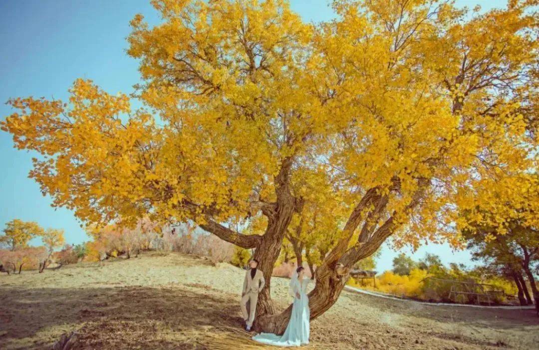 千年胡杨·百年姻缘|爱你 给你最浪漫的婚礼_爱情_额济纳旗_大自然