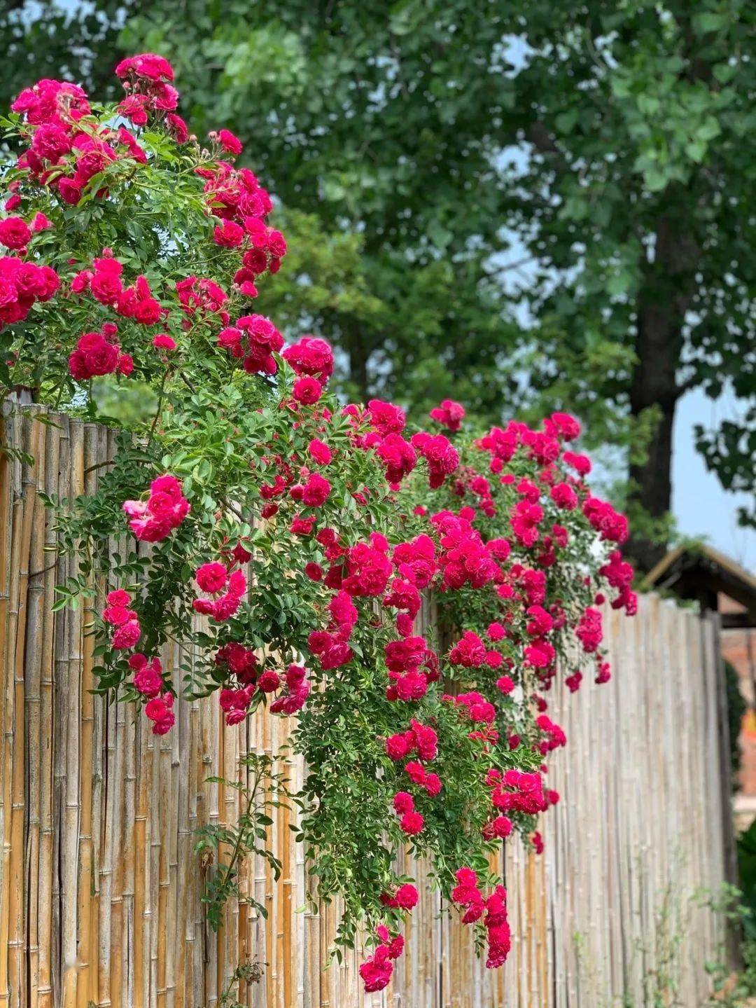 今天给大家推荐的是四季红木香,它的花朵红色,花朵