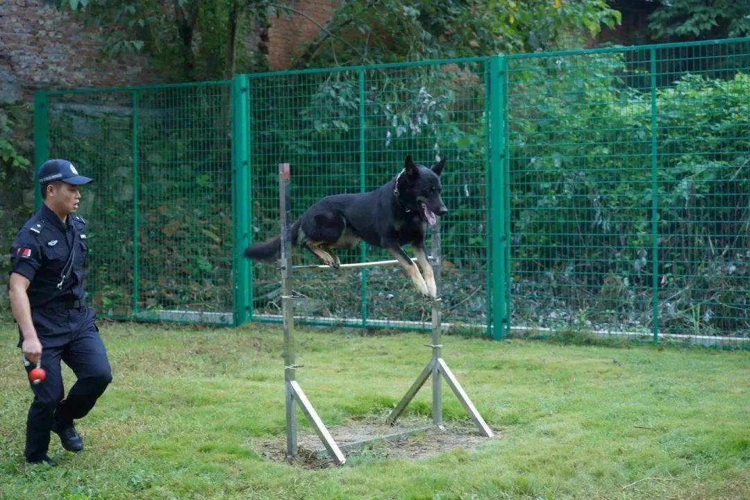 警犬闪电的图片图片