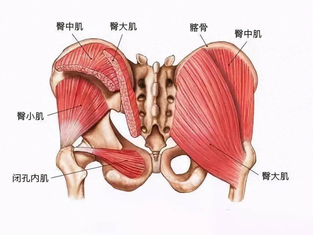 臀部训练动作给到你