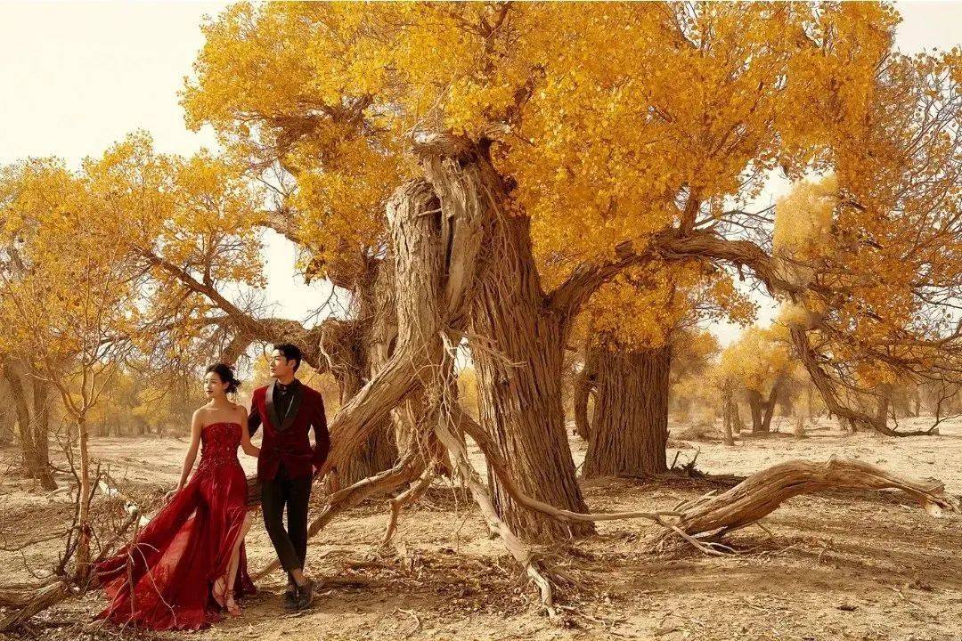 千年胡杨·百年姻缘|爱你 给你最浪漫的婚礼_爱情_额济纳旗_大自然